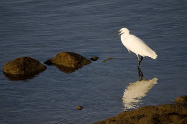 Little egret Egretta garzetta yawning. Arinaga Beach. Aguimes. Gran Canaria. Canary Islands. Spain.
