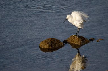 Little egret Egretta garzetta shaking its plumage. Arinaga Beach. Aguimes. Gran Canaria. Canary Islands. Spain.