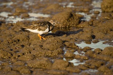 Ruddy turnstone Arenaria interpres on a rocky intertidal. Arinaga Beach. Aguimes. Gran Canaria. Canary Islands. Spain.