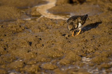 Ruddy turnstone Arenaria interpres searching for food. Arinaga Beach. Aguimes. Gran Canaria. Canary Islands. Spain.