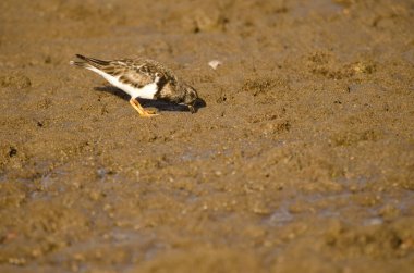 Ruddy turnstone Arenaria interpres searching for food. Arinaga Beach. Aguimes. Gran Canaria. Canary Islands. Spain.
