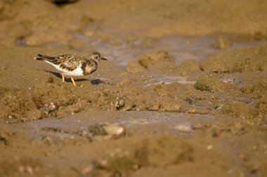Ruddy turnstone Arenaria interpres on a rocky intertidal. Arinaga Beach. Aguimes. Gran Canaria. Canary Islands. Spain.