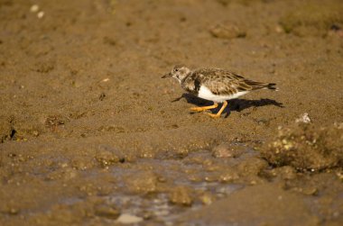 Ruddy turnstone Arenaria interpres on a rocky intertidal. Arinaga Beach. Aguimes. Gran Canaria. Canary Islands. Spain.