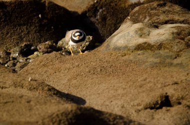 Yaygın halkalı pulluk Charadrius hiaticula. Arinaga Sahili. Aguimes. Büyük Kanarya. Kanarya Adaları. İspanya.