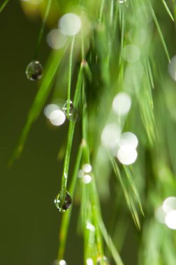 Drops of water on leaves. Valleseco. Gran Canaria. Canary Islands. Spain.