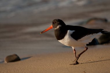 Eurasian oystercatcher Haematopus ostralegus. Maspalomas. San Bartolome de Tirajana. Gran Canaria. Canary Islands. Spain.