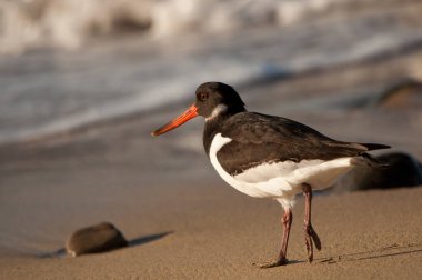 Eurasian oystercatcher Haematopus ostralegus. Maspalomas. San Bartolome de Tirajana. Gran Canaria. Canary Islands. Spain.