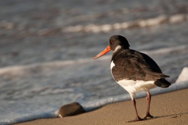 Eurasian oystercatcher Haematopus ostralegus. Maspalomas. San Bartolome de Tirajana. Gran Canaria. Canary Islands. Spain.
