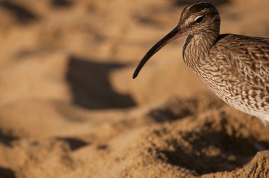 Eurasian whimbrel Numenius phaeopus. Maspalomas. San Bartolome de Tirajana. Gran Canaria. Canary Islands. Spain.