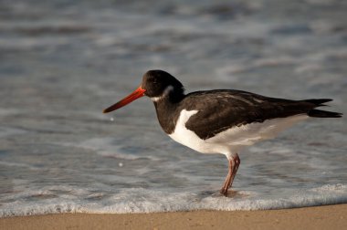 Eurasian oystercatcher Haematopus ostralegus. Maspalomas. San Bartolome de Tirajana. Gran Canaria. Canary Islands. Spain.