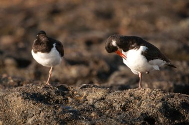 Eurasian oystercatchers Haematopus ostralegus resting. Maspalomas. San Bartolome de Tirajana. Gran Canaria. Canary Islands. Spain.