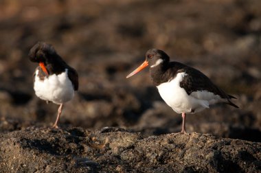 Eurasian oystercatchers Haematopus ostralegus resting. Maspalomas. San Bartolome de Tirajana. Gran Canaria. Canary Islands. Spain.