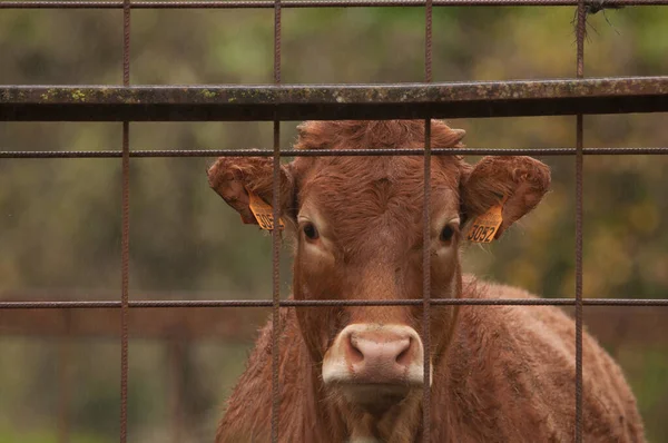 Cow Bos taurus behind a fence in the rain. Valleseco. Gran Canaria. Canary Islands. Spain.