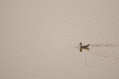Spotted redshank Tringa erythropus. San Lorenzo. Las Palmas de Gran Canaria. Gran Canaria. Canary Islands. Spain.