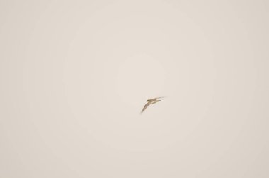 Little ringed plover Charadrius dubius in flight. San Lorenzo. Las Palmas de Gran Canaria. Gran Canaria. Canary Islands. Spain.