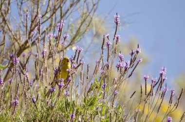 Atlantic canary Serinus canaria eating seeds of the lavender Lavandula minutolii minutolii. Chira. Gran Canaria. Canary Islands. Spain.
