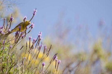 Atlantic canary Serinus canaria eating seeds of the lavender Lavandula minutolii minutolii. Chira. Gran Canaria. Canary Islands. Spain.