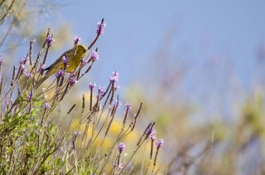 Atlantic canary Serinus canaria eating seeds of the lavender Lavandula minutolii minutolii. Chira. Gran Canaria. Canary Islands. Spain.