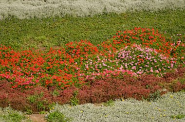 Garden with ivy-leaved pelargonium Pelargonium peltatum in flower. Las Palmas de Gran Canaria. Gran Canaria. Canary Islands. Spain.