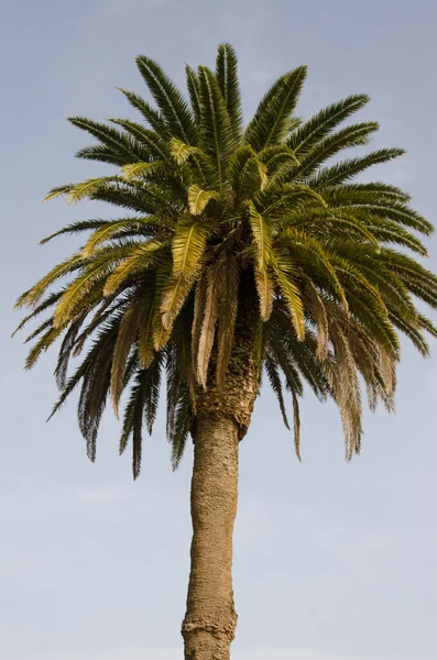 Canary Island Date Palm Phoenix Canariensis San Lorenzo Las Palmas ストック写真