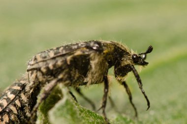 White spotted rose beetle Oxythyrea funesta. Gran Canaria. Canary Islands. Spain.