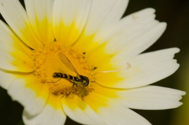 Male long hoverfly Sphaerophoria scripta on a flower of garland chrysanthemum Glebionis coronaria. San Lorenzo. Canary Islands. Spain.
