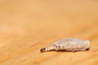 Larva of the moth Tinea dubiella in its portable case. Las Palmas de Gran Canaria. Gran Canaria. Canary Islands. Spain.