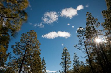 Forest of Canary Island pine Pinus canariensis. Pilancones Natural Park. San Bartolome de Tirajana. Gran Canaria. Canary Islands. Spain.