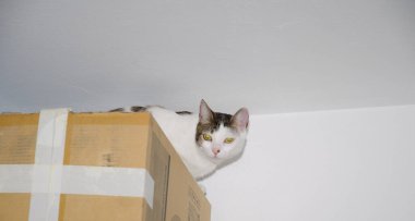 Kedi Felis Catus. Schamann. Las Palmas de Gran Kanaryası. Büyük Kanarya. Kanarya Adaları. İspanya.