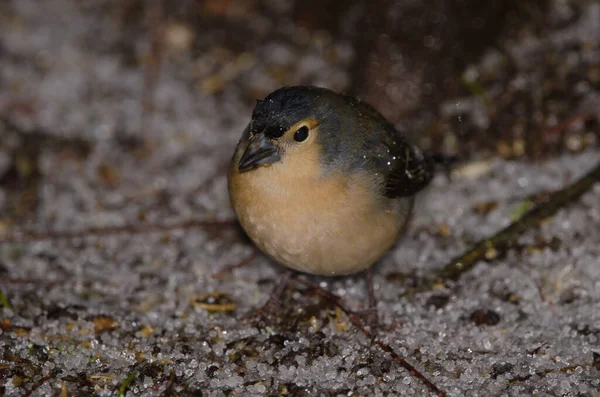 Обыкновенная Камышовка Fringilla Coelebs Canariensis Мужчина Ест Лесной Подстилке Покрытой — стоковое фото