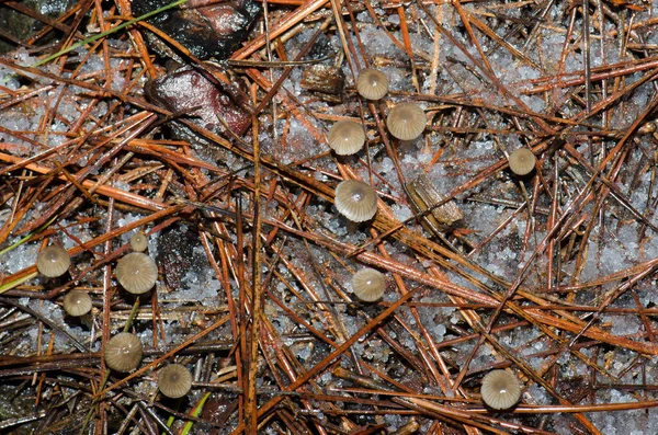 雹に覆われた森の床のキノコ ヌブロ農村公園 テジェダ グラン カナリア カナリア諸島 スペイン — ストック写真