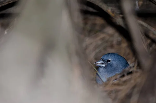 Büyük Kanarya Mavisi Fringilla Polatzeki Erkek Yemeği Nublo Kırsal Parkı — Stok fotoğraf