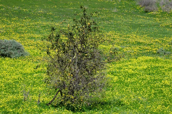 Помаранчеве Дерево Citrus Sinensis Лузі Oxalis Pes Caprae Сан Матео — стокове фото