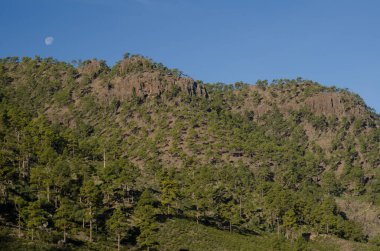 Los Hornos Dağı 'ndaki Kanarya Adası çamı kanaryası ve ay. Inagua 'nın Doğal Rezervi. Büyük Kanarya. Kanarya Adaları. İspanya.
