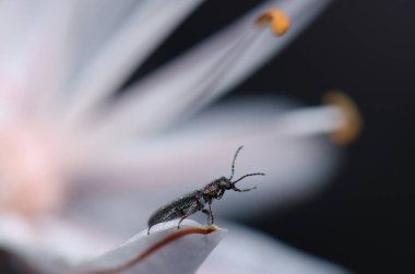 Böcek Dasytes bir çiçek yaprağının üstünde. Integral Inagua Doğal Rezervi. Büyük Kanarya. Kanarya Adaları. İspanya.