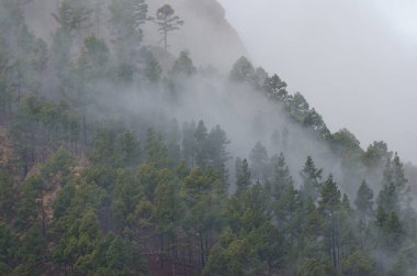 Kanarya Adası Ormanı Pinus kanaryasının sisli hali. Integral Inagua Doğal Rezervi. Büyük Kanarya. Kanarya Adaları. İspanya.