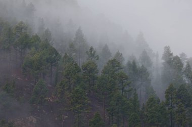 Kanarya Adası Ormanı Pinus kanaryasının sisli hali. Integral Inagua Doğal Rezervi. Büyük Kanarya. Kanarya Adaları. İspanya.
