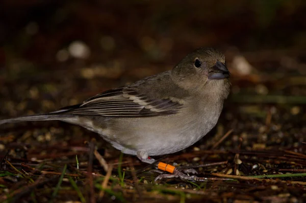 Gran Canaria Blue Chaffinch Fringilla Polleseki Молодая Женщина Лесной Подстилке — стоковое фото