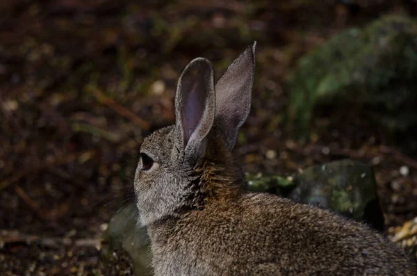 Králík Evropský Oryctolagus Cuniculus Venkovský Park Nublo Tejeda Babi Canaria — Stock fotografie