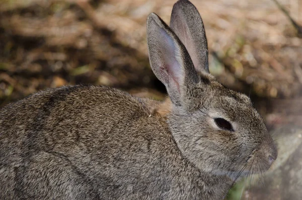 European Rabbit Oryctolagus Cuniculus Nublo Rural Park Tejeda Gran Canaria — ストック写真