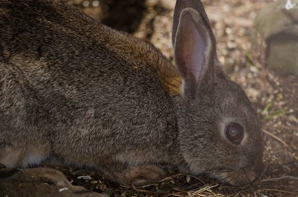 Coelho Europeu Oryctolagus Cuniculus Comendo Chão Floresta Parque Rural Nublo — Fotografia de Stock