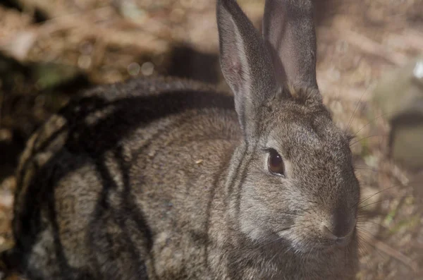 European Rabbit Oryctolagus Cuniculus Nublo Rural Park Tejeda Gran Canaria — Fotografia de Stock