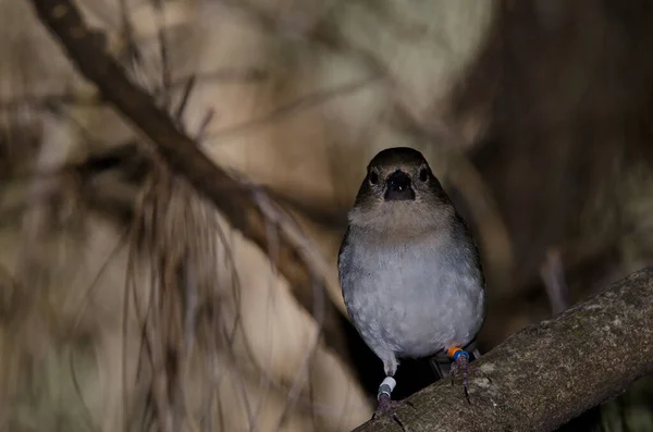 Gran Canaria Blue Chafinch Fringilla Polatzeki Žena Venkovský Park Nublo — Stock fotografie