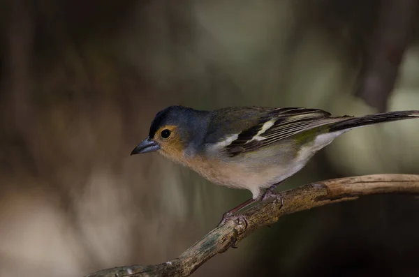 Обыкновенная Камышовка Fringilla Coelebs Canariensis Мужчина Сельский Парк Нубло Техеда — стоковое фото