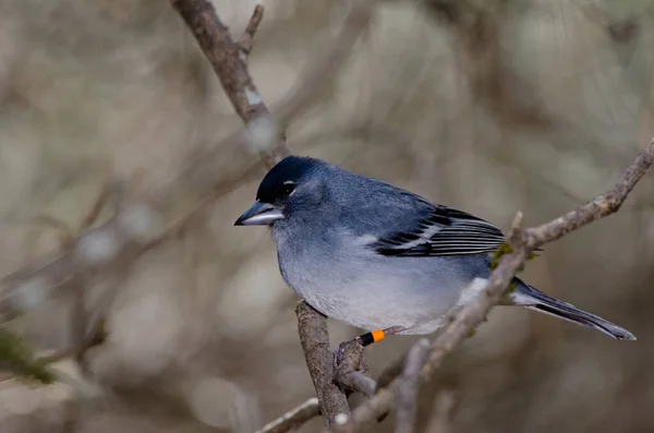 Gran Canaria Blå Chaffink Fringilla Polatzeki Man Nublos Landsbygdspark Jag — Stockfoto