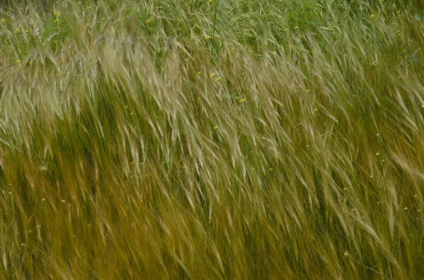 Haver Avena Korte Mosterd Hirschfeldia Incana Bewegend Door Wind Aldea — Stockfoto