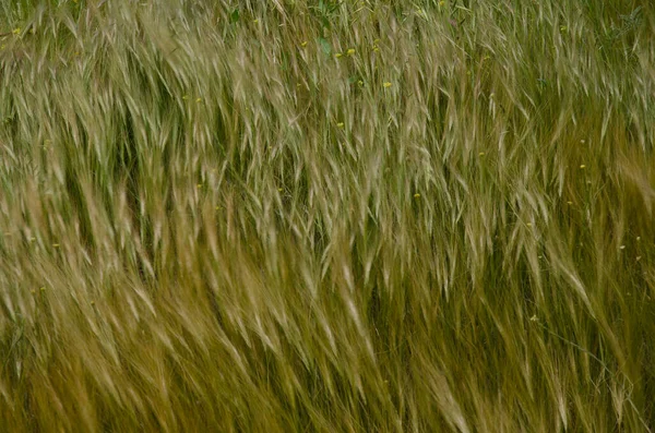 Haver Avena Korte Mosterd Hirschfeldia Incana Bewegend Door Wind Aldea — Stockfoto
