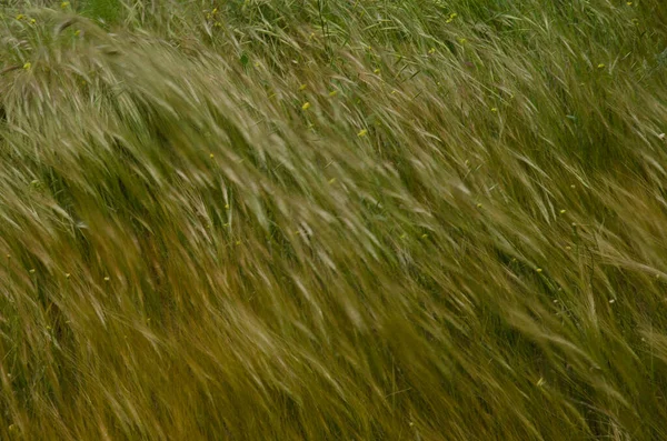 Haver Avena Korte Mosterd Hirschfeldia Incana Bewegend Door Wind Aldea — Stockfoto