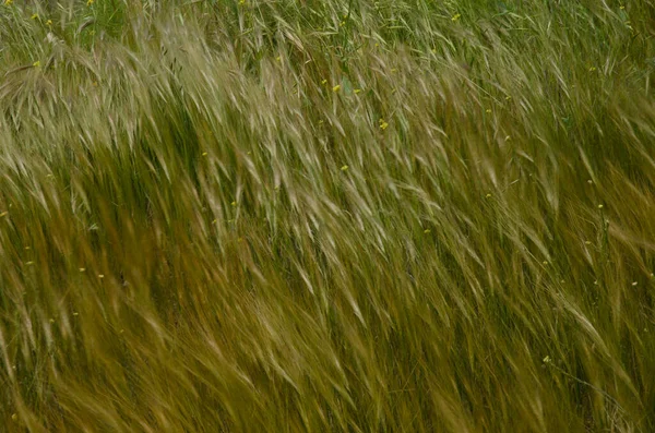 Avena Mostaza Shortpod Hirschfeldia Incana Moviéndose Por Viento Aldea San — Foto de Stock