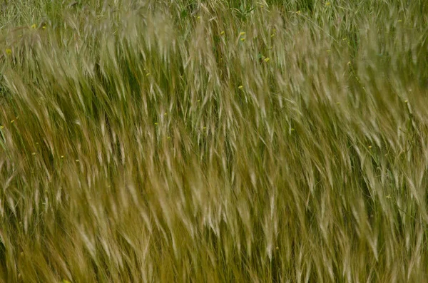 Haver Avena Korte Mosterd Hirschfeldia Incana Bewegend Door Wind Aldea — Stockfoto